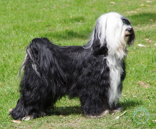 Tibetan Terrier AC069D-008.JPG